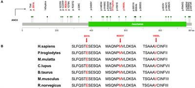 ANO3 Mutations in Chinese Dystonia: A Genetic Screening Study Using Next-Generation Sequencing